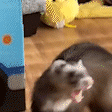 ferretBoom