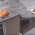 catBoom catBoom